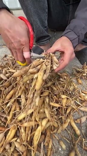 WT 8768977 mini rotary tillage and ridging all-in one tree 🌲 short view