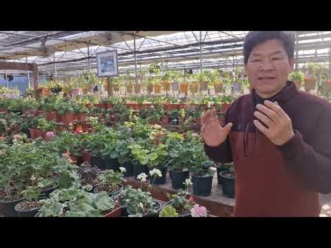 Geranium Fertilizer Types and Features January 21