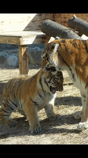 (4K) 시베리아 호랑이 펜자(Penza)의 무리수.. 저리 큰 아기 호랑이 설호(Seolho)를 물고 가려고? 2026.03.07 #shorts #tiger #bigcat