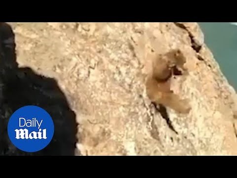 Bear falls off cliff and dies after villagers pelt stones in India