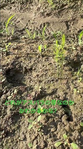 アスパラ新芽 種から地植え #アスパラガス #農業 #地植え #土 #新芽