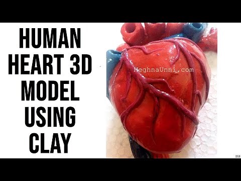 Human Heart 3D Model Using Clay by Meghna Unni