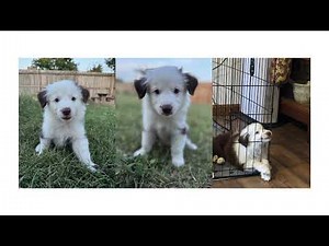 Ready to play -Meet Birdie, our adorable Australian Shepherd puppy