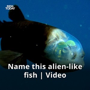 18K views · 179 reactions | This fish have alien-like transparent head that's filled with fluid. It has tubular eyes and very narrow mouth. It's extremely elusive and rare. What is its name?  Come back at 9 pm for the right answer #YourSpace #LearningNeverStops (Video: MBARI) | India Today | Facebook