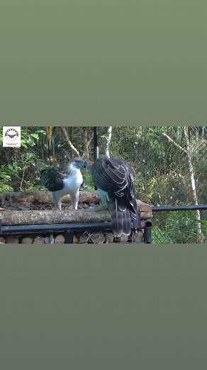 Our very own national symbol, the Philippine eagle, remains critically endangered. But we see our naturally paired eagles in captivity bonded so well to each other, it simply radiates hope. This behavior is called "billing", it sure looks a lot like a certain human display of affection, right? 😘🥰🦅🥺 #savePHeagle | Philippine Eagle Foundation