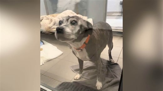 15-Year-Old Dog Surrendered