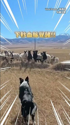 【牧羊血脈覺醒】邊境牧羊犬首次體驗放羊！先是呆住下秒草原上奔馳 #Shorts