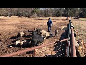 Choctaw hog release