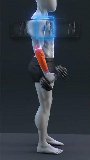 💪🔥 The Best Exercises for Bigger Forearms / ➰ Reverse Grip Curls Targets the brachioradialis
