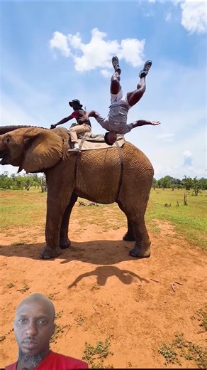 Backflip on the Elephant