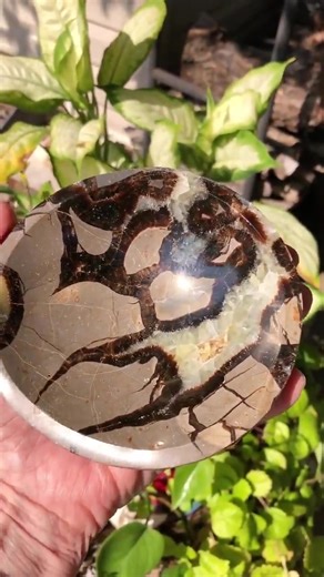 A fantastic Septarian bowl with beautiful sparkle and UV reaction. Septarian AKA Dragon Stone, is a fossilized mud ball formed 90-100 millions years ago! it is a concretion of Aragonite (the brown), Calcite,UV reactive, (the yellow), and Limestone (the grey). It is said to be a healing stone and a stone of protection. Septarian nurtures and grounds the wearer creating a closer connection with the earth. It brings feelings of happiness and understanding. This stone is also said to be a speaking s