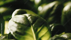 Basil leaf detail in an aromatic plant