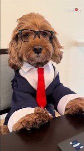 Dog Costume: Cockapoo's Patience Shines in Halloween Outfit || WooGlobe