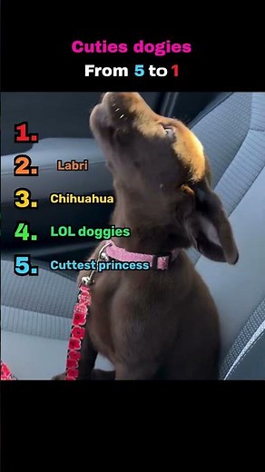 The Ultimate Cutest Doggies #puppies #viral #adorable