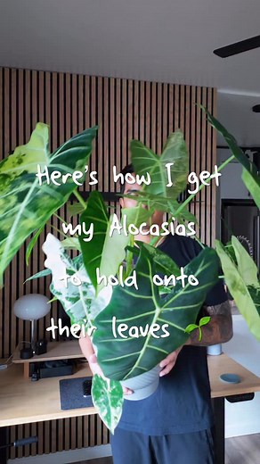 Trying to keep more than one or two leaves on your Alocasia? 👀 Here’s what actually works for me — consistent water, regular feeding, and lots of light (but not sunburn-level light 😅). Hope this helps! | Jc Ferrer