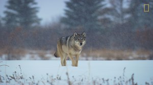When searching for food, wolves in the Arctic can roam up to 1,000 square miles. It's not exactly possible to keep up with them on foot—so that's where the drones come in. | National Geographic History