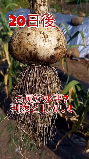 ニンニク収穫時期の見極め #家庭菜園