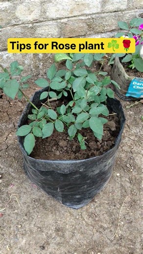 🌱Grow ROSE Plant Fast in February🌹| Rose Care Tips #rose#garden #gardening #ytshorts#shorts#flowers