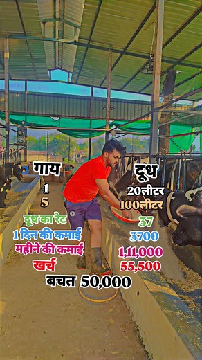 1.2M views · 43K reactions | Pradeepdairyfram  #dairyfarm #dairy #milk #farm #cows #farmlife #dairyfarming #farming #cow #dairycows #cattle #dairyfarmer #agriculture #cowsofinstagram #a #farmer #dairymilk #dairycow #cowmilk #calf #ghee #dairyproducts #happycows #teamdairy #ilovecows #holstein #vacas #organic #cowstagram #healthy | Pradeep Kumar | Facebook