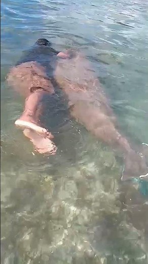 BERENANG BERSAMA DUGONG