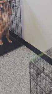 As most of you know, we took on 20 neglected dogs on Friday. They are very scared so we had to put them in our regular kennels so we can safely let them out into the outdoor kennels and still clean their kennels up and safely let them back in. With that being said, our available puppies had to get placed in wire crates. These are not at all ideal for them to be in the majority of their day. It's our only option at this point. These guys are all still looking for their forever homes and our rott 