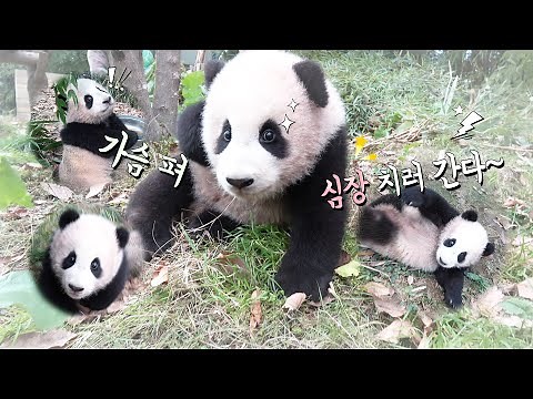 Collection of the Zookeeper's Favorite Cute Baby Panda Moments | Everland Panda World ('FuBao')