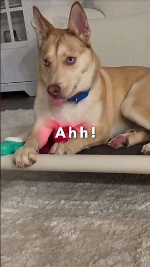 Husky Invents Funniest Way to Play With Interactive Ball #shorts #dogs #husky #funny #puppy