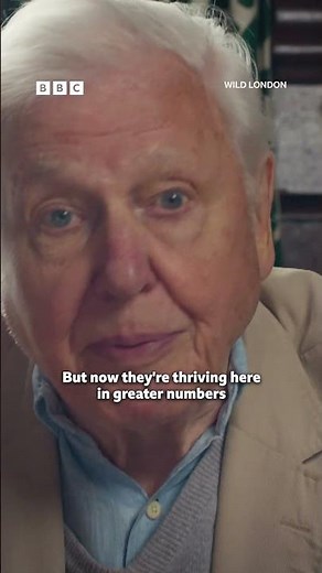 Sir David Attenborough helps ring a peregrine falcon chick 🐤 - BBC