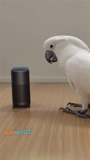 Jackson (Huhniverses) on Instagram: "Jackson got bamboozled #cockatoo #jackson #alexa"