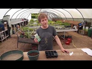 How to grow Mr Fothergill's sweet basil from seed