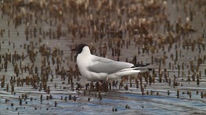 Kowa PROMINAR spotting scopes capture every detail✨ We digiscoped a black-headed gull in Illmitz, Austria, with a TSN-88. For this kind of color scheme, every nuance counts. If only it wasn't so windy! #KowaOptics #TSN88 #SpottingScope #KowaScoping #Digiscoping | Kowa Sporting Optics