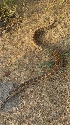 Indian rock python rescued and released by me #yt #snake #python #shortsfeed #shorts #nature #short
