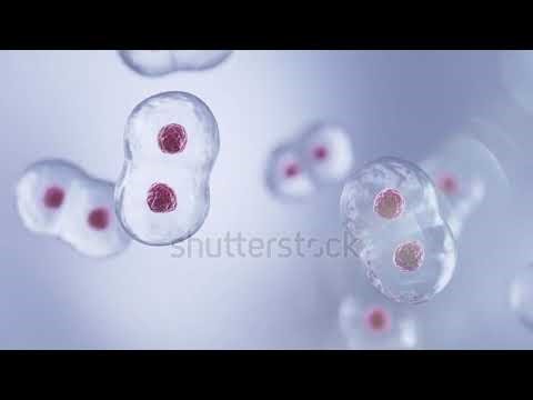 Human Cell Division, 3d Animation,Cell under microscope 🔬
