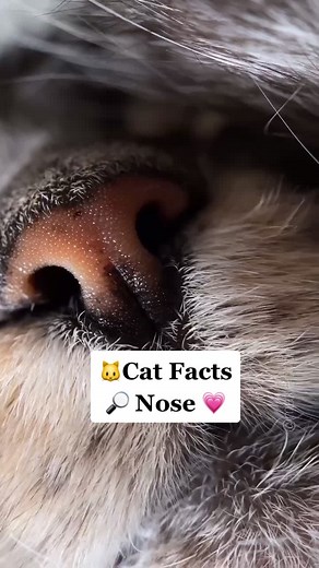 Exploring the Unique World of Cat Noses