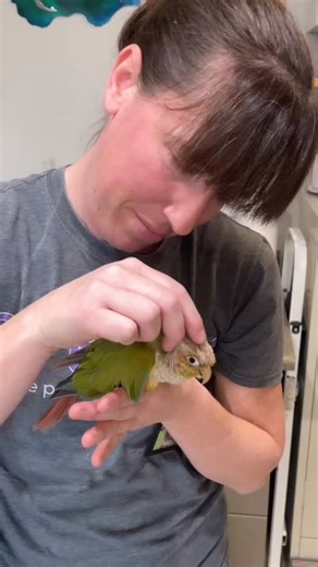 Meet Cheeks 🥰 this is a darling 13-year old male cinnamon green cheek conure is currently on medical hold for some neurological concerns, but once those results come back this sweet boy will be available for adoption! 🥹 We can’t wait for him to find his perfect person… could it be you? If interested, please fill out an application on our website noting your interest in Cheeks, and we can keep you updated on his progress. 💚🦜 #greencheek #cinnamonconure #adoptdonshop #tgf #thegabrielfoundation