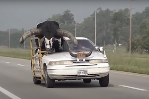 Watch: Nebraska man stopped with bull in passenger seat