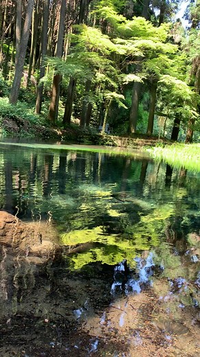 コロナコロナばかりだから癒しが欲しい#綺麗 #綺麗な景色 #湧水 #透明度高い #水中の世界 #癒し動画