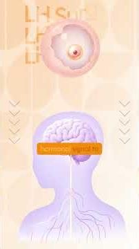 Your Menstrual Cycle Explained: From Follicle to Fertilisation & Implantation
