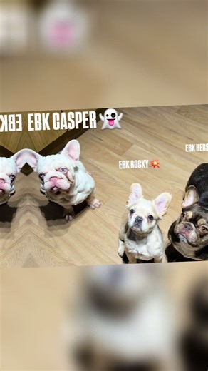 Adorable Fluffy Frenchie with Pink Big Rope