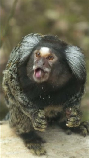 Testing Primate Intelligence #wildlife #monkeylife #shorts #animals