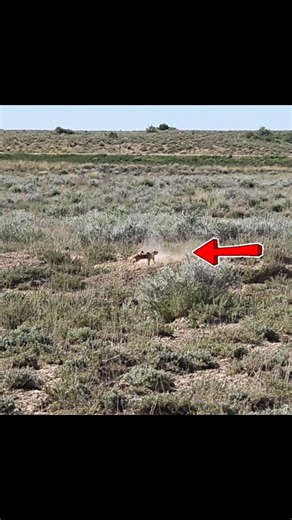 Varminter Magazine on Instagram: "Ruger .22 Hornet revolver at work on a Wyoming prairie dog! 35 grain VMax popped this one! #22Hornet #RugerRevolver #prairiedoghunting #varminthunting #handgunhunter"
