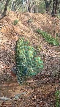 Mesmerizing Peacock Dance with Sweet Bird Songs | Pure Nature Bliss 🦚✨ #peacock #birdlovers #nature