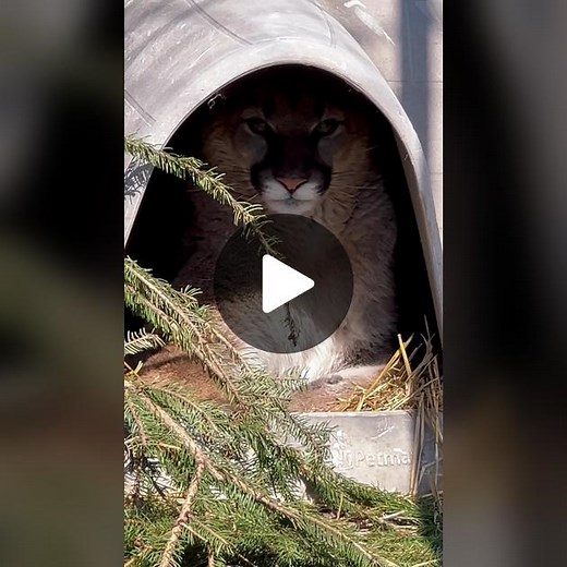 The Wildcat Sanctuary on TikTok
