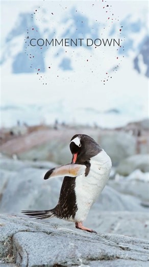 Funny Penguin Moments 🐧❄️Cute Penguin Goes Viral! #penguinshorts #funnypenguinevideos #cuteanimals
