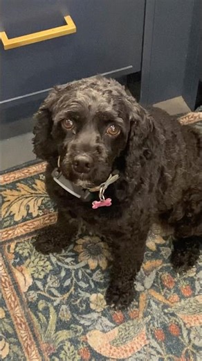 Peppers Problems: The Dinner Thief 🍽️🐾