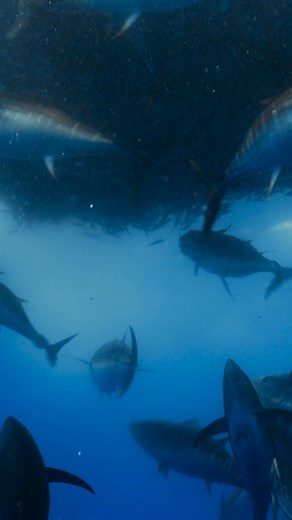 733K views · 8.8K reactions | Big Eye Tuna EVERYWHERE! | David Ochoa | Facebook