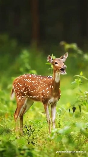 Deer Alert & Fear Call in Forest – Dangerous Jungle Moments#DeerSound #WildlifeJungle #DeerCall