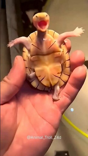 Stunning Animals Transformation Growth !! 💀