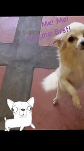 Two darling long haired chihuahua puppies! 🐶 Meet Belita and Barbie, Bella’s babies. 🐕 #chihuahualove | Secretary Mabel Sunga Acosta