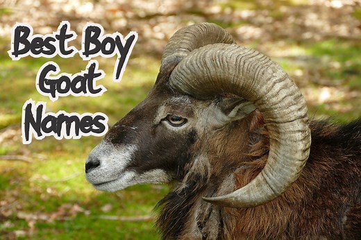 60 Best & Funny Boy Goat Names Ideas
